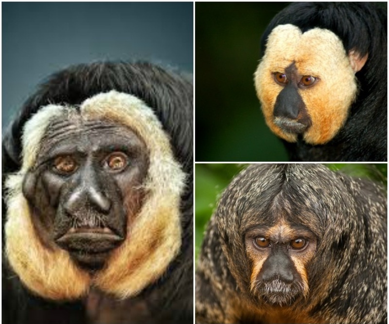 صور لأغرب قرد بجسد أسود ووجه أبيض وهو الأكثر وفاء لزوجته